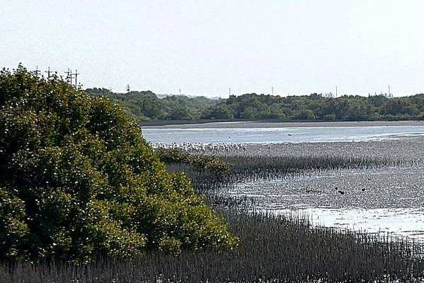 台南景點走一走：漁光島、正統鹿耳門聖母廟、七股黑面琵鷺展示館
