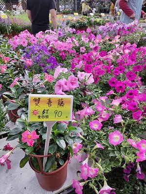 天御花園