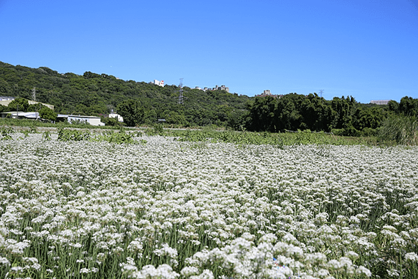 看大溪雪(韭菜花)、再上東眼山、走桃園綠園道