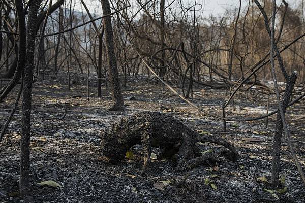 Pantanal Ablaze