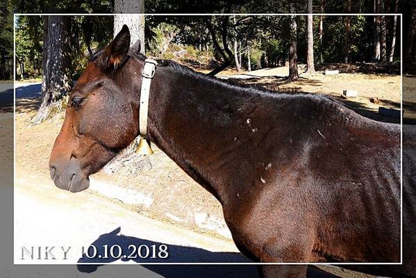 波多 ❚ Peneda-Gerês 國家公園★小業務與護理師