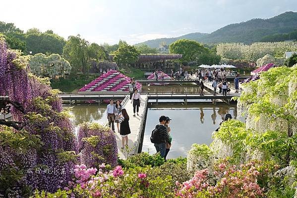【日本關東栃木縣】此生必看夢幻紫藤花♥足利花卉公園～あしかが