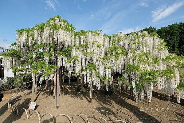 【日本關東栃木縣】此生必看夢幻紫藤花♥足利花卉公園～あしかが