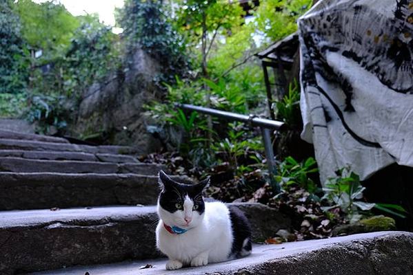 「2025」繞著神祇的城鎮，迷人而神秘的港口都市-日本遺產尾