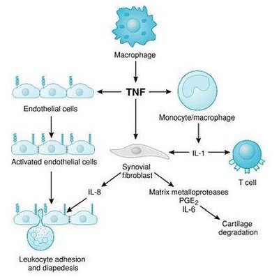 Trillia Peptide_敏感肌舒緩_4.jpg