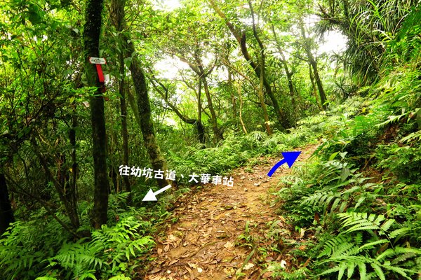 平湖森林遊樂區-平湖森林步道(西段).JPG