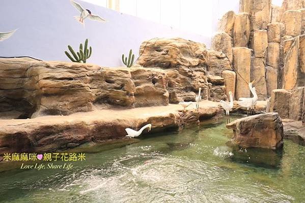 澎湖水族館, 澎湖全新開幕室內親子景點,澎湖 海底隧道, 澎湖 海龜