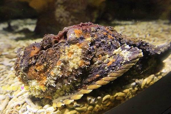 澎湖水族館, 澎湖全新開幕室內親子景點,澎湖 海底隧道, 澎湖 海龜