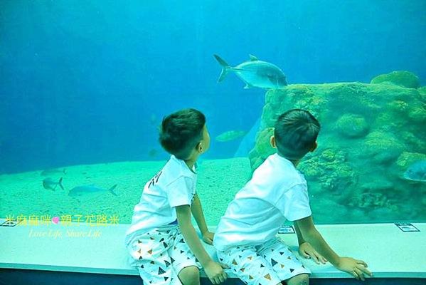 澎湖水族館, 澎湖全新開幕室內親子景點,澎湖 海底隧道, 澎湖 海龜