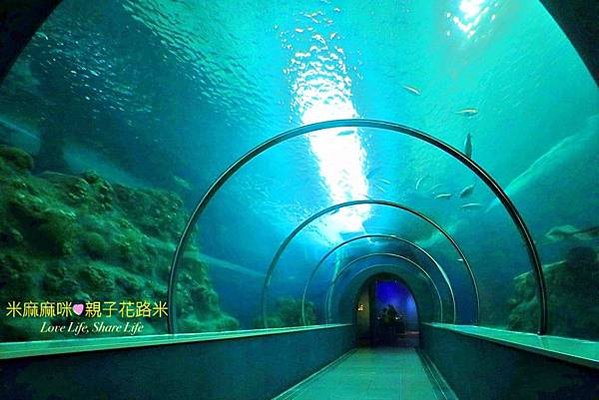 澎湖水族館, 澎湖全新開幕室內親子景點,澎湖 海底隧道, 澎湖 海龜