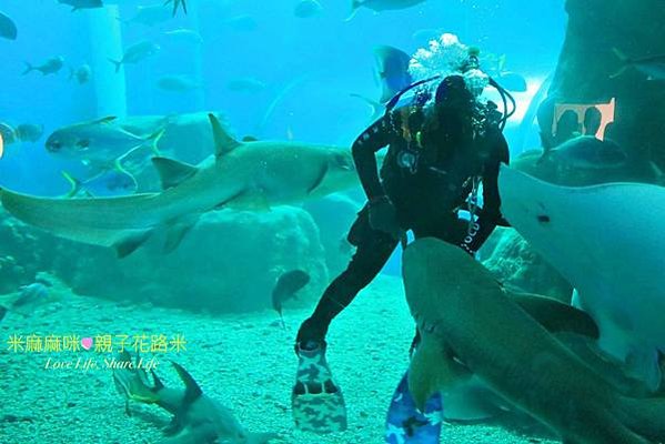 澎湖水族館, 澎湖全新開幕室內親子景點,澎湖 海底隧道, 澎湖 海龜