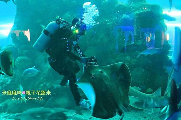 澎湖水族館, 澎湖全新開幕室內親子景點,澎湖 海底隧道, 澎湖 海龜