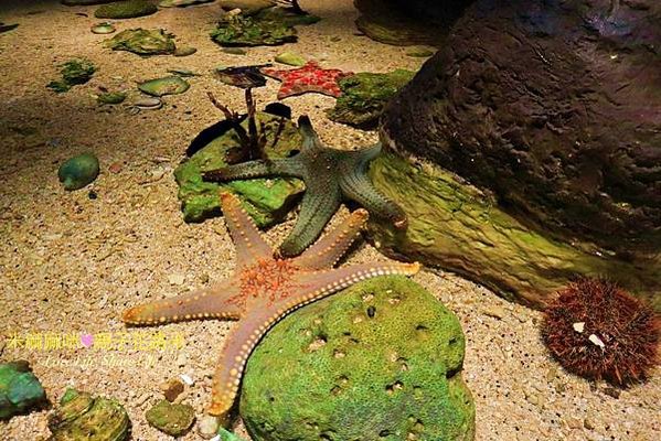 澎湖水族館, 澎湖全新開幕室內親子景點,澎湖 海底隧道, 澎湖 海龜