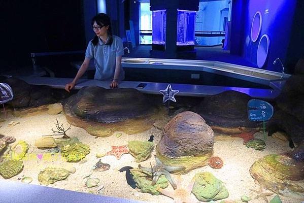 澎湖水族館, 澎湖全新開幕室內親子景點,澎湖 海底隧道, 澎湖 海龜