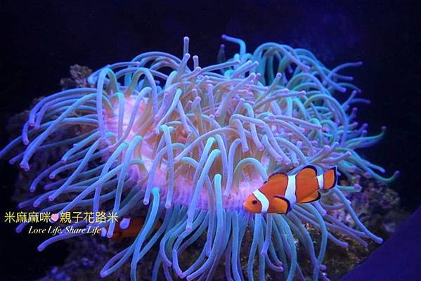 澎湖水族館, 澎湖全新開幕室內親子景點,澎湖 海底隧道, 澎湖 海龜 小丑魚