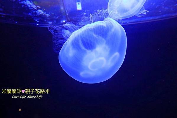 澎湖水族館, 澎湖全新開幕室內親子景點,澎湖 海底隧道, 澎湖 海龜