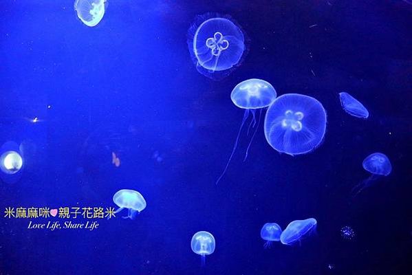 澎湖水族館, 澎湖全新開幕室內親子景點,澎湖 海底隧道, 澎湖 海龜