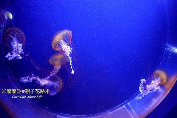 澎湖水族館, 澎湖全新開幕室內親子景點,澎湖 海底隧道, 澎湖 海龜