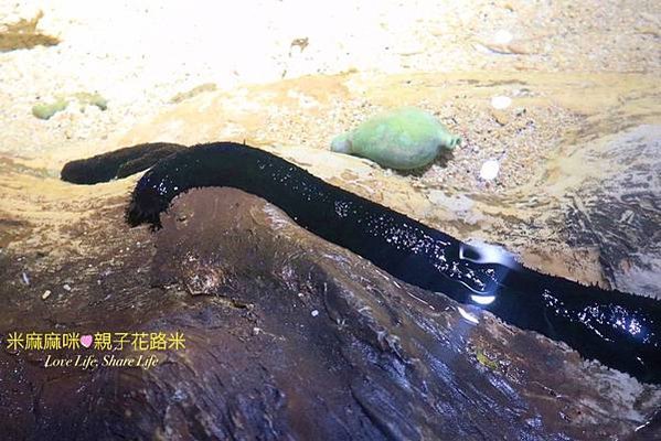 澎湖水族館, 澎湖全新開幕室內親子景點,澎湖 海底隧道, 澎湖 海龜