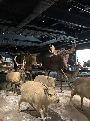 2024｜奇美博物館常設展-動物廳