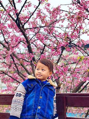 樂活公園 全台特色公園 共融主題 共融公園台北 賞櫻花 夜櫻 Little Bear&apos;s Life