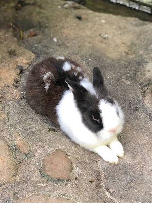 【桃園 新竹景點】2019森林鳥花園 最貼心的親子景點 新竹2天1夜/超長森林 最貼心的親子景點 新竹2天1夜/超長森林溜滑梯/戲水消暑/生態鳥園/樹屋/賽車場/新埔推薦景點/IG打卡溜滑梯/戲水消暑/生態鳥園/樹屋/賽車場/新埔推薦景點/IG打卡