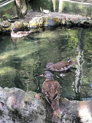 【桃園 新竹景點】2019森林鳥花園 最貼心的親子景點 新竹2天1夜/超長森林 最貼心的親子景點 新竹2天1夜/超長森林溜滑梯/戲水消暑/生態鳥園/樹屋/賽車場/新埔推薦景點/IG打卡溜滑梯/戲水消暑/生態鳥園/樹屋/賽車場/新埔推薦景點/IG打卡