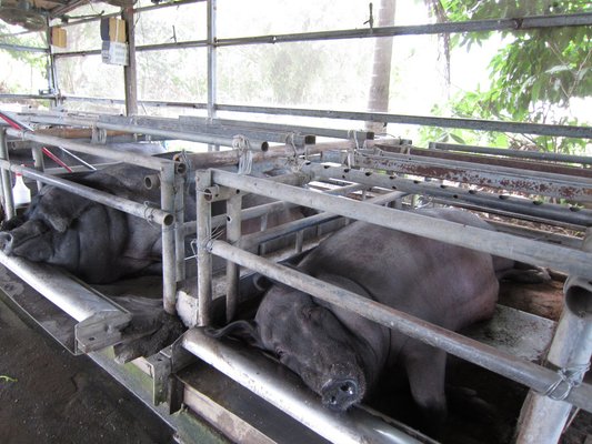 圖片來源：台灣動物社會研究會