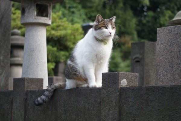 大人的東京--谷根千緩慢遊