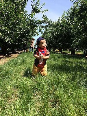 Nunn Better Farm Cherry Picking@Brentwood (11).jpg