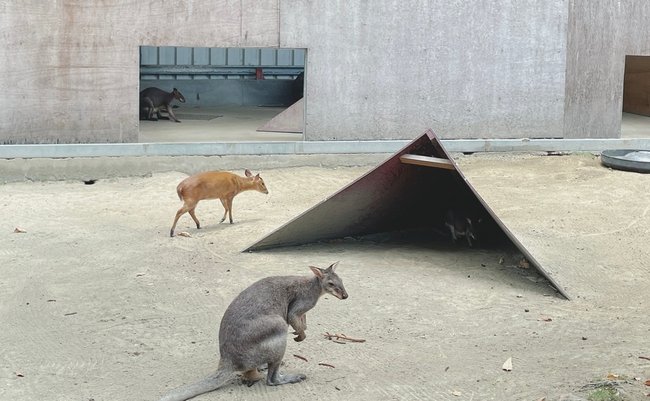 台南親子旅遊攻略｜三個必去的戶外和室內景點:頑皮世界野生動物