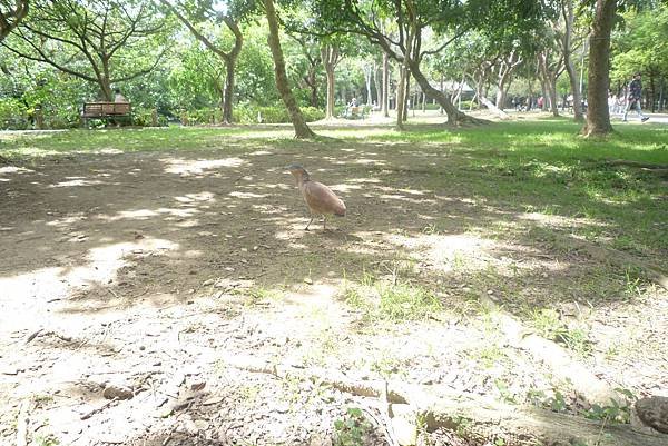 大安森林公園