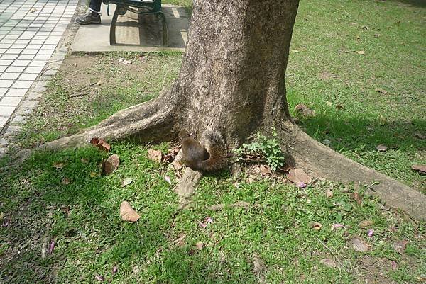 大安森林公園