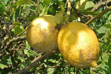 新竹市安親班-佑孳認識植物「莖」(3上)