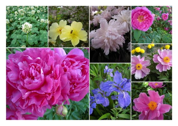 花花草草.jpg