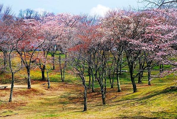 花現茨城  櫻川  磯部稻村神社  日立櫻花祭  龍崎般若院