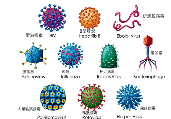 病毒