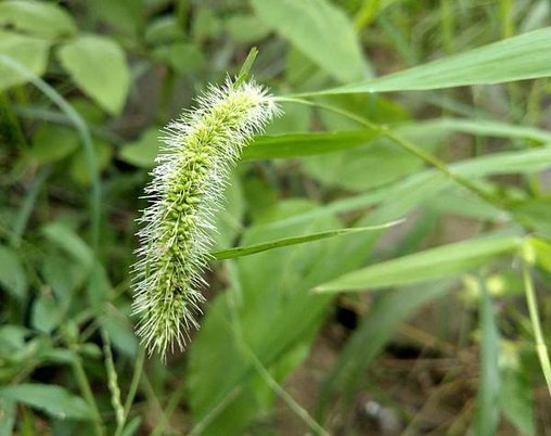 金色狗尾草