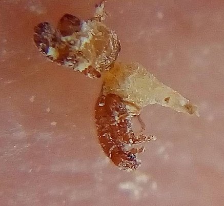 雄薜荔小蜂1.jpg