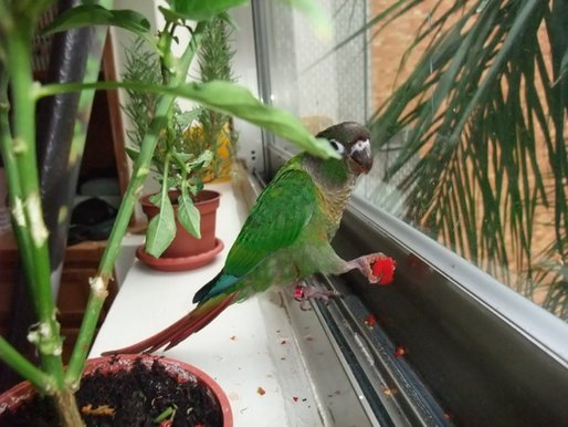 bird 029.jpg