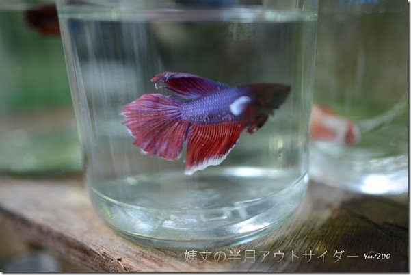 z_DSC_5053