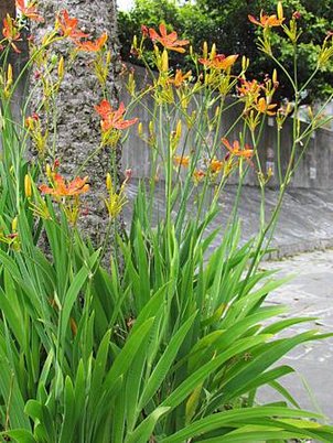 IMG_1636.JPG