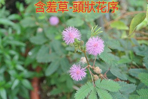 新竹市安親班-佑孳植物花果實種子(3上)