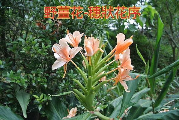 新竹市安親班-佑孳植物花果實種子(3上)