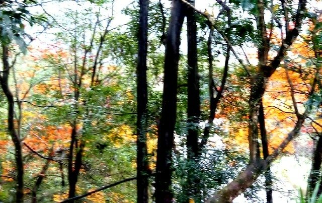 澄霖沉香味道森林館 (19)