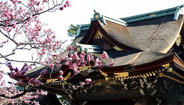 京都賞梅 北野天滿宮 生身天滿宮 隨心院