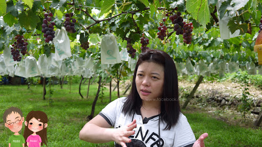 【naso遊記】卓蘭巨峰葡萄園 趴萬-美麗的路程