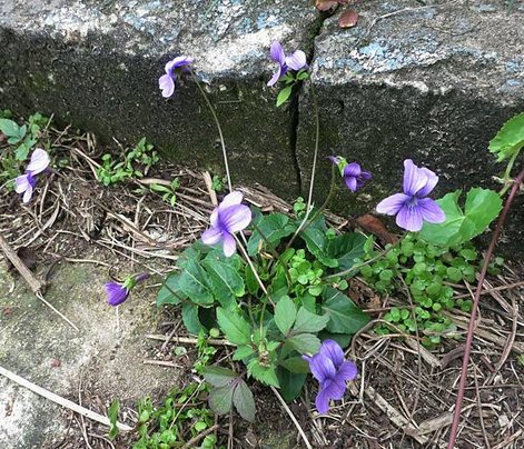 1030202獅頭山公園_菲律賓小蓳菜2.jpg