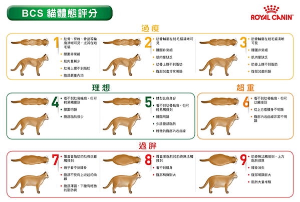 貓犬肥胖危機有礙健康！掌握寵物體重管理關鍵