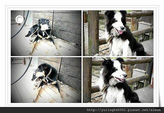 牧羊犬
